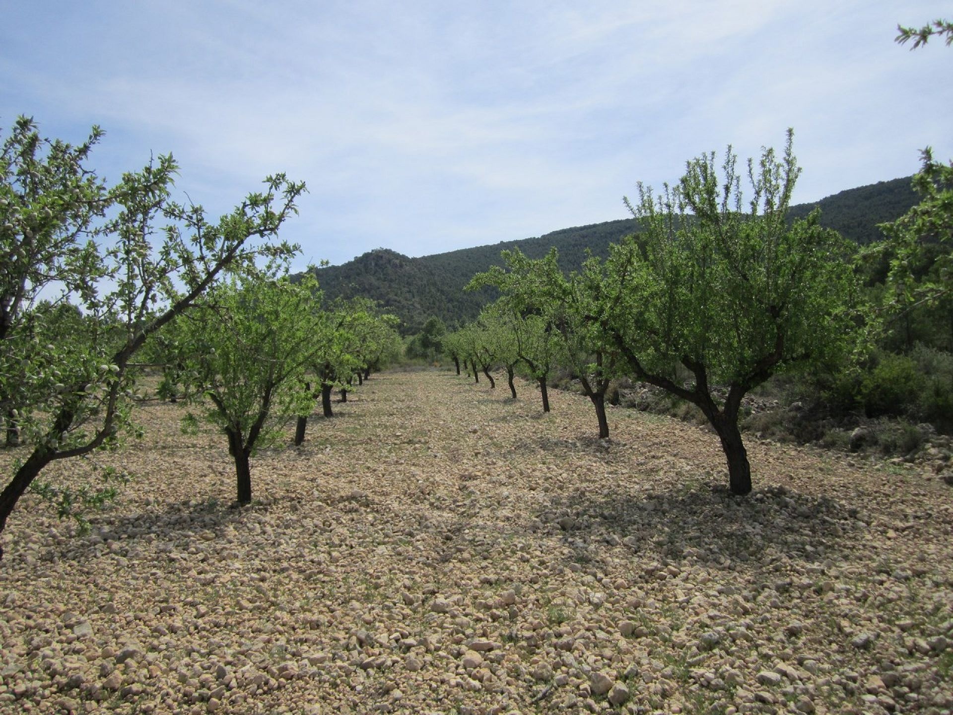 Land in Yecla