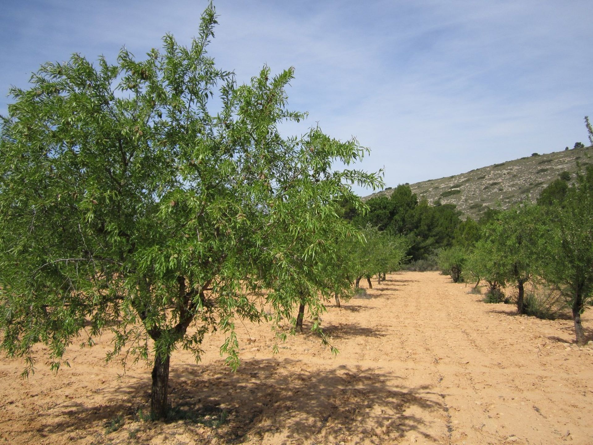 Grondstuk Yecla Alicante binnenland Spanje