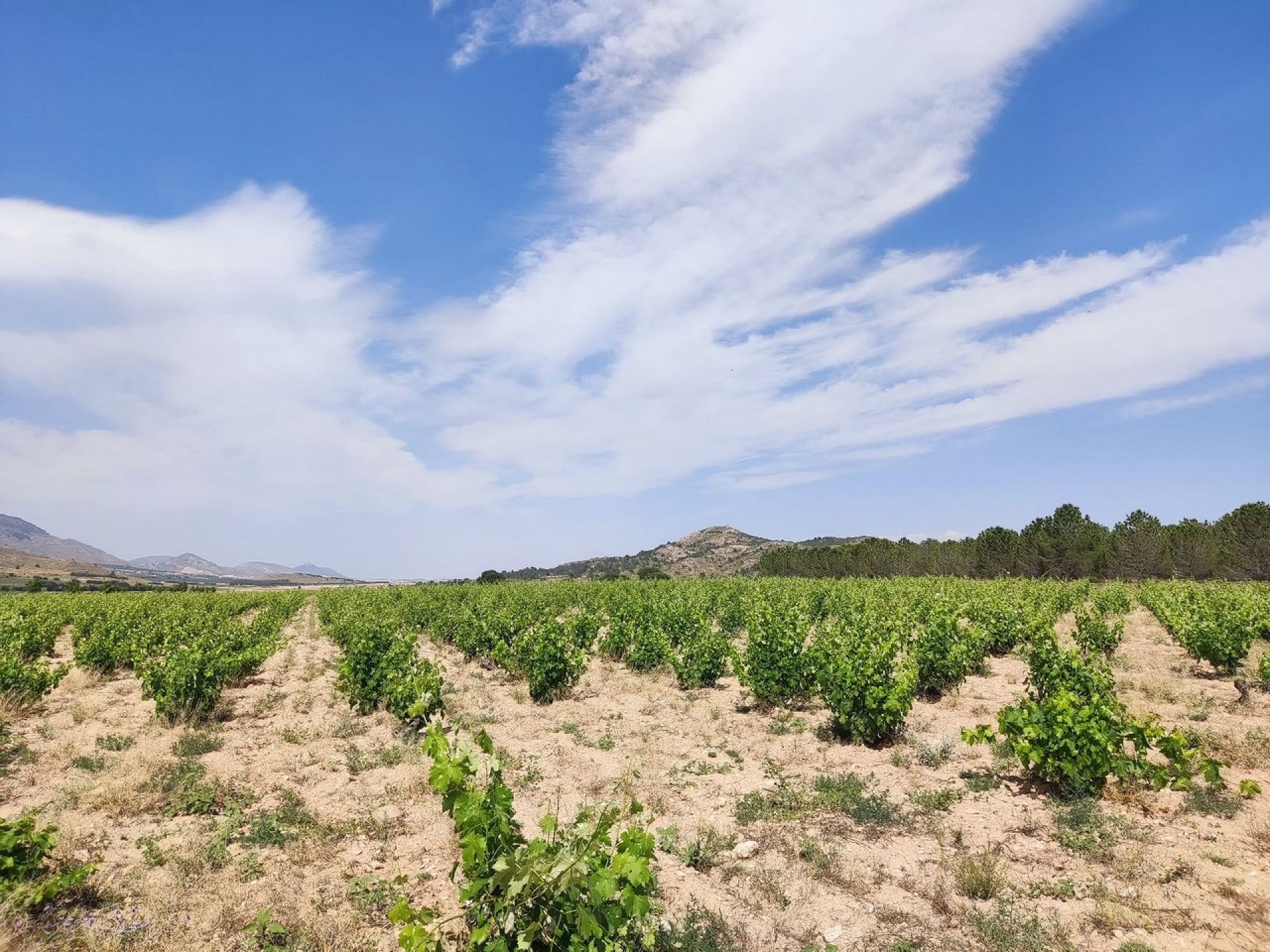 Landelijke woning Yecla Alicante binnenland Spanje