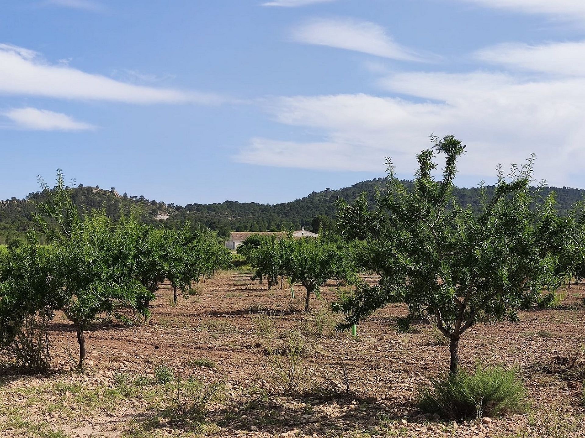 Landelijke woning Yecla Alicante binnenland Spanje