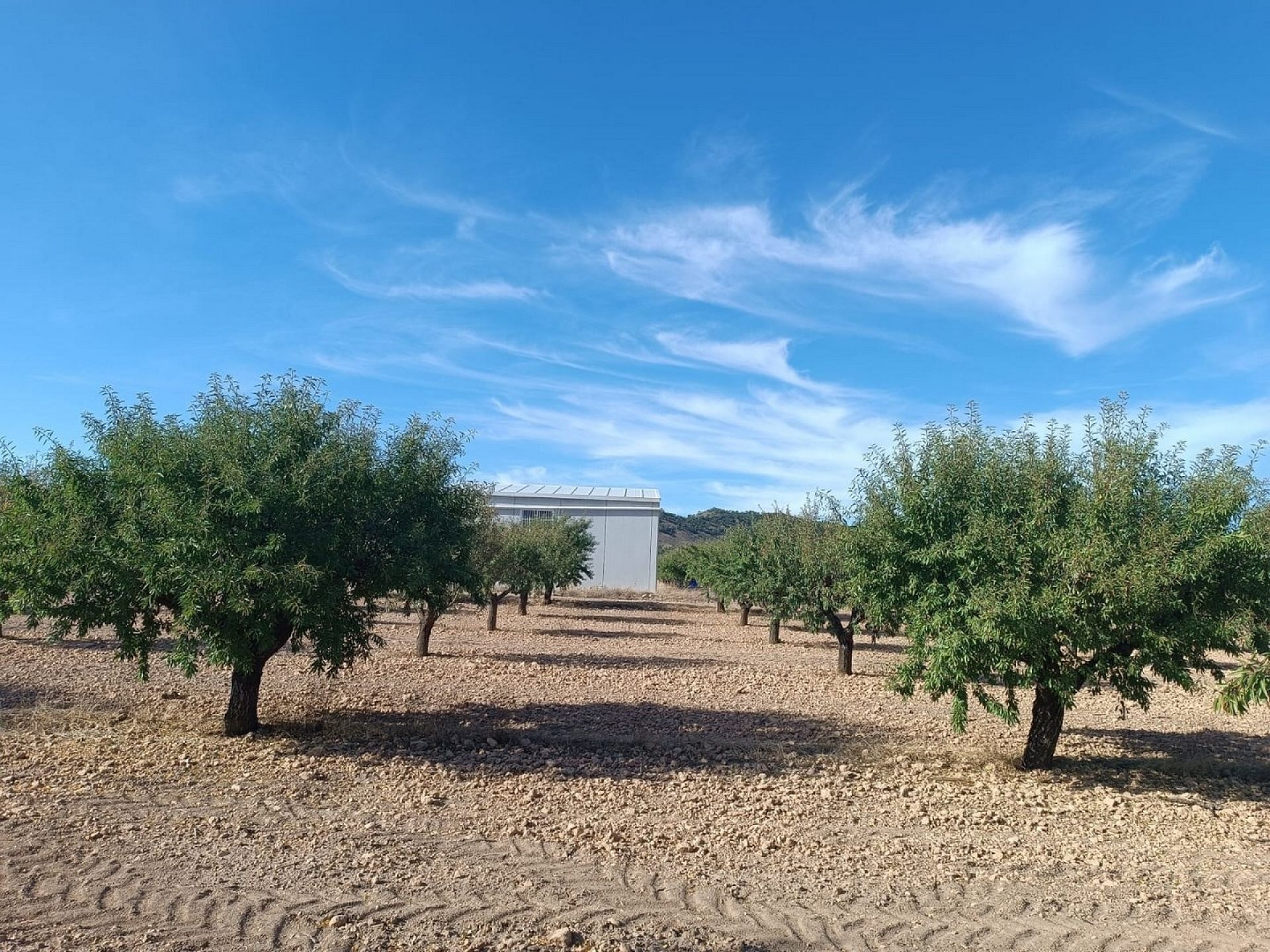 Land in Yecla